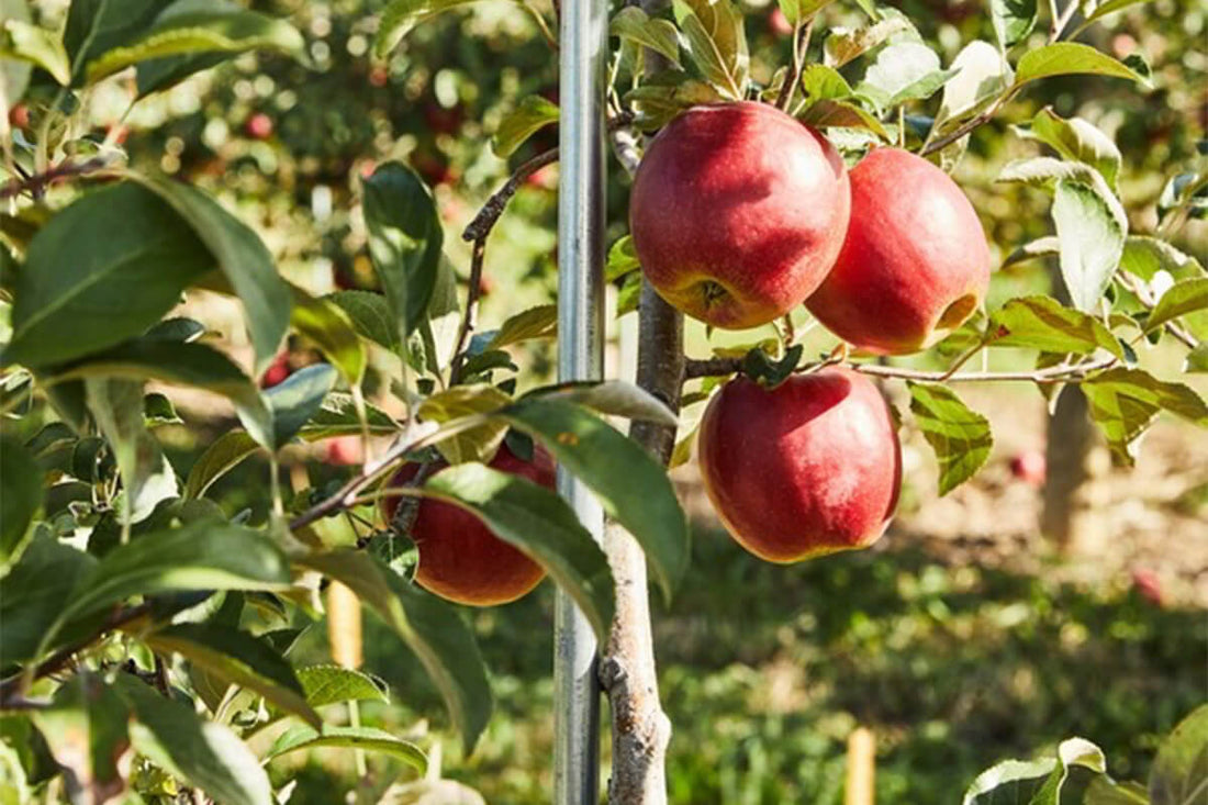 More late-season varieties may help boost winter apple consumption