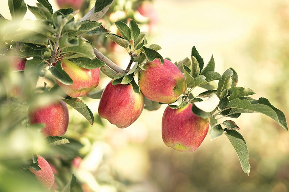 New varieties leading winter apple demand