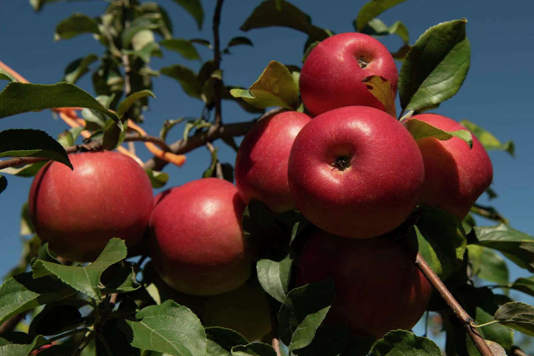 Orchards struggle with costs as apple harvest begins